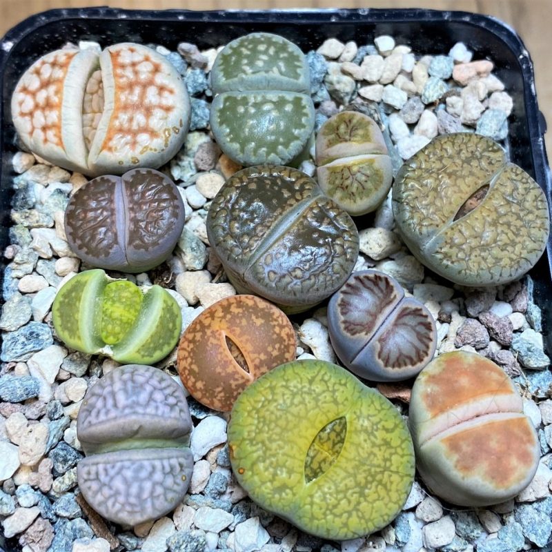 SH28422 Lithops mix