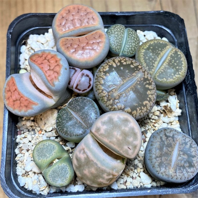SH28423 Lithops mix