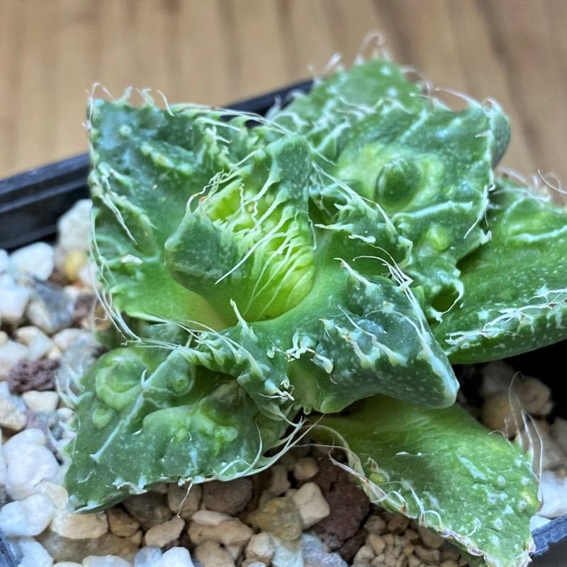 SH28424 Faucaria tuberculosa