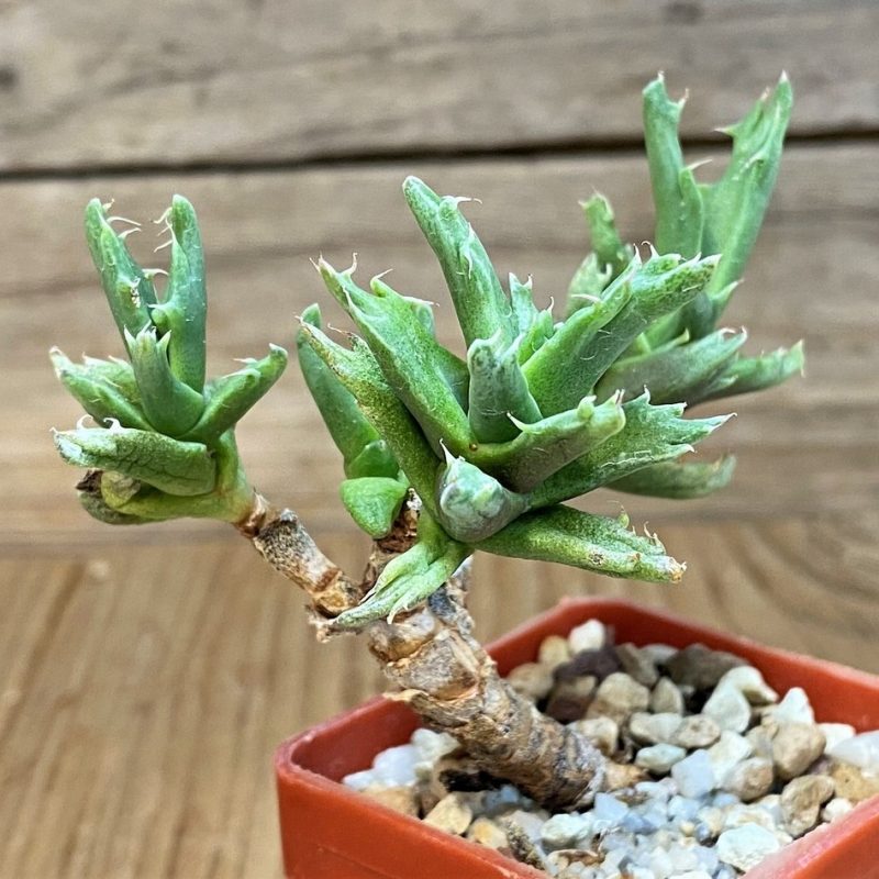 SH28425 Faucaria sp. f. monstrosa