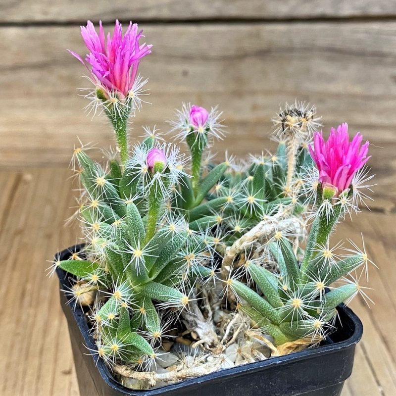 SH28426 Trichodiadema densum