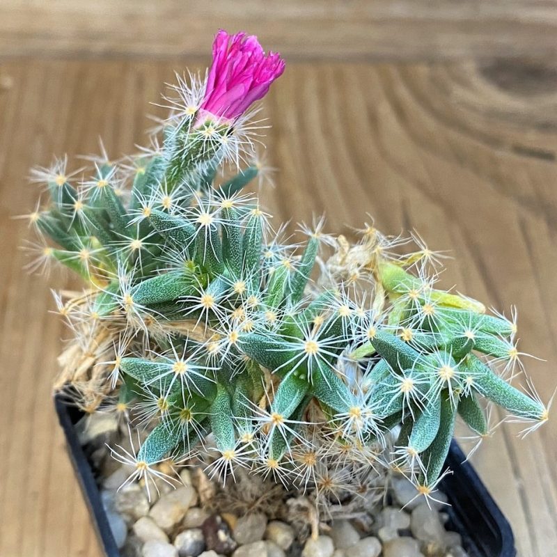 SH28428 Trichodiadema densum