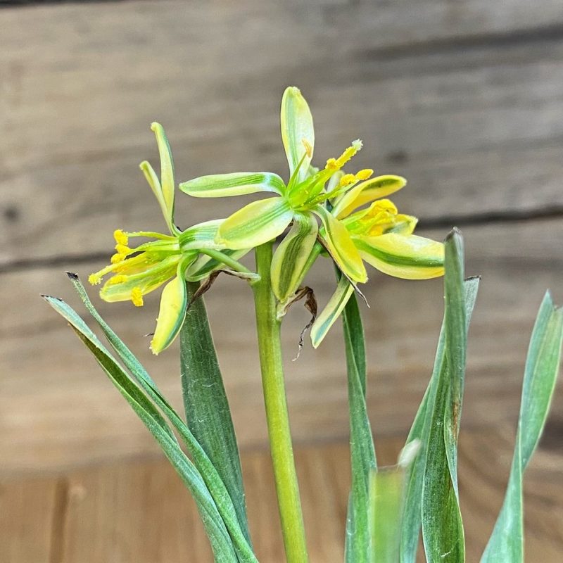 SH28429 Cyrtanthus spiralis