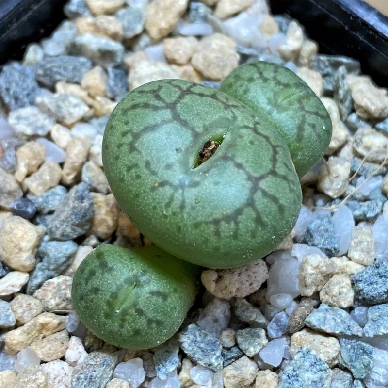 SH28374 Conophytum obcordellum