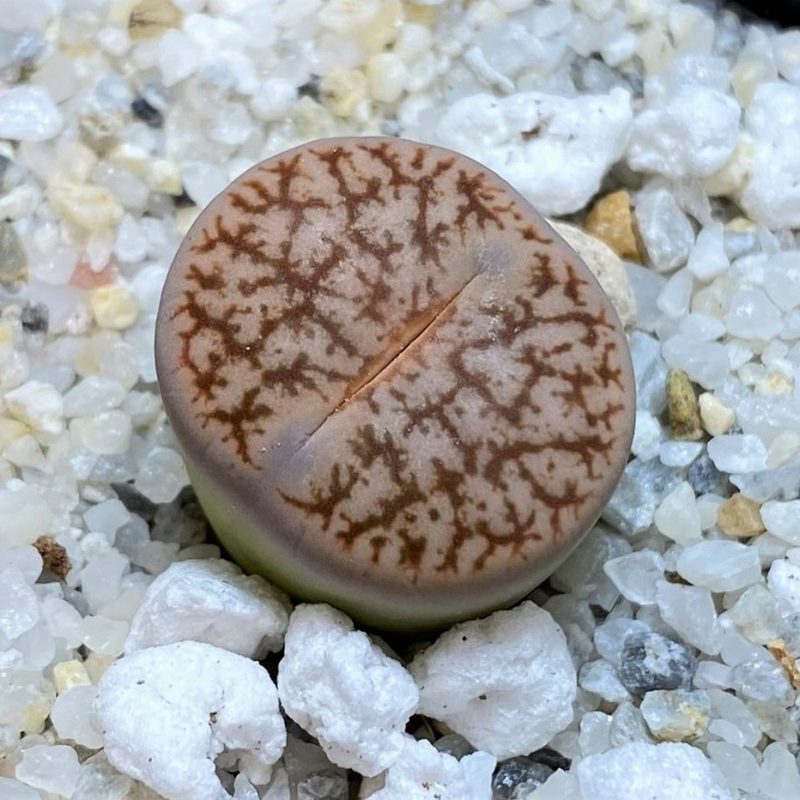 SH28376 Lithops pseudotruncatella