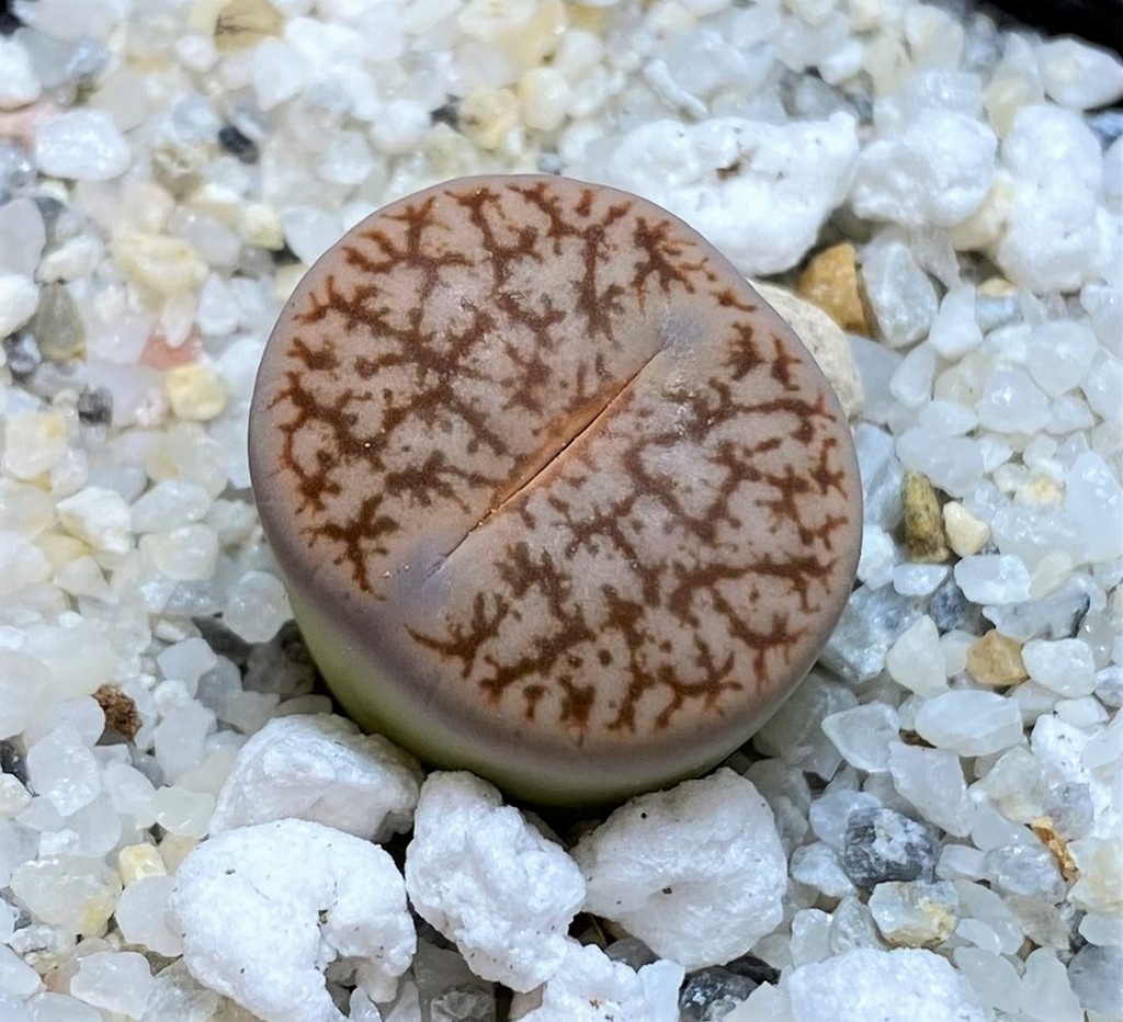 SH28376 Lithops pseudotruncatella
