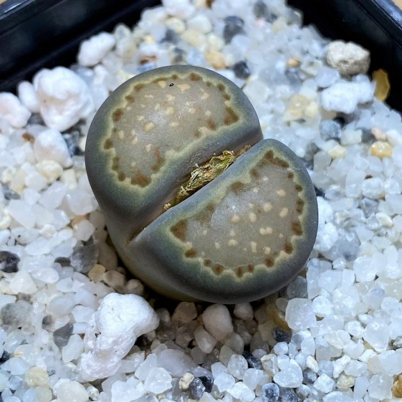 SH28377 Lithops hallii