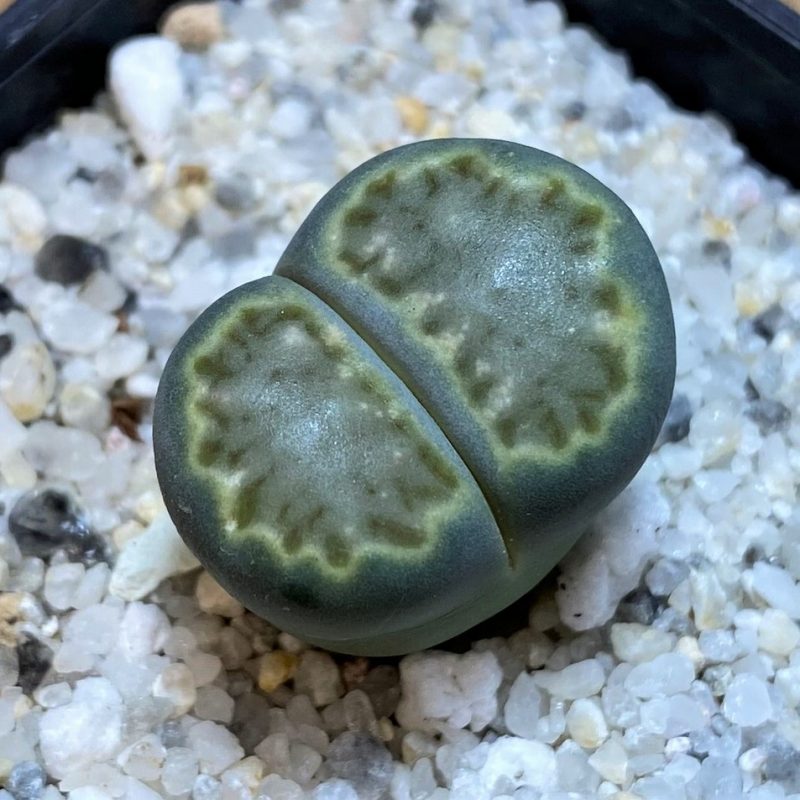 SH28378 Lithops julii