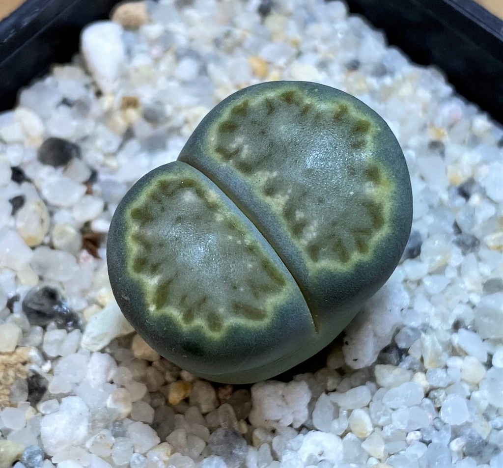 SH28378 Lithops julii