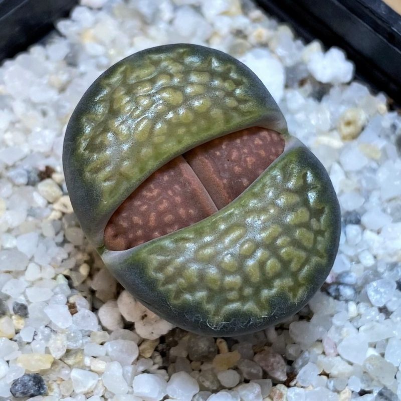 SH28379 Lithops hallii v. ochracea