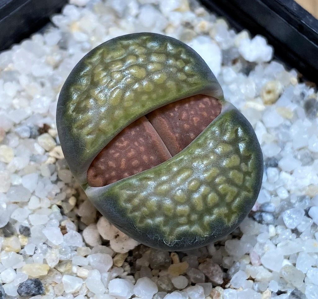 SH28379 Lithops hallii v. ochracea