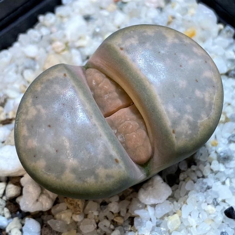 SH28380 Lithops karasmontana v. opalina