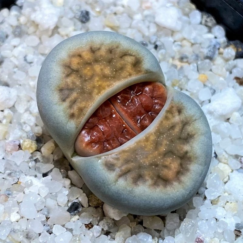 SH28381 Lithops karasmontana 'Lateritia'