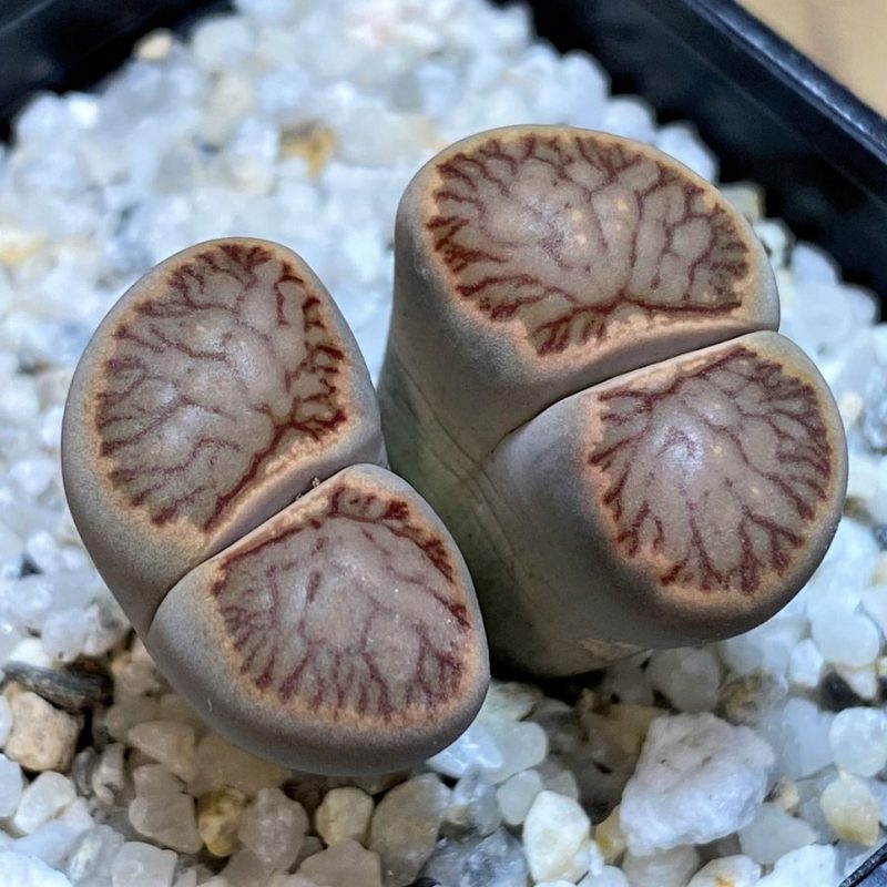 SH28382 Lithops julii ‘Kikushogiyoku’ hybrid