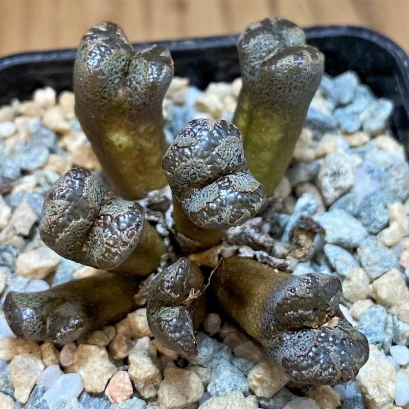 SH28369 Conophytum pellucidum