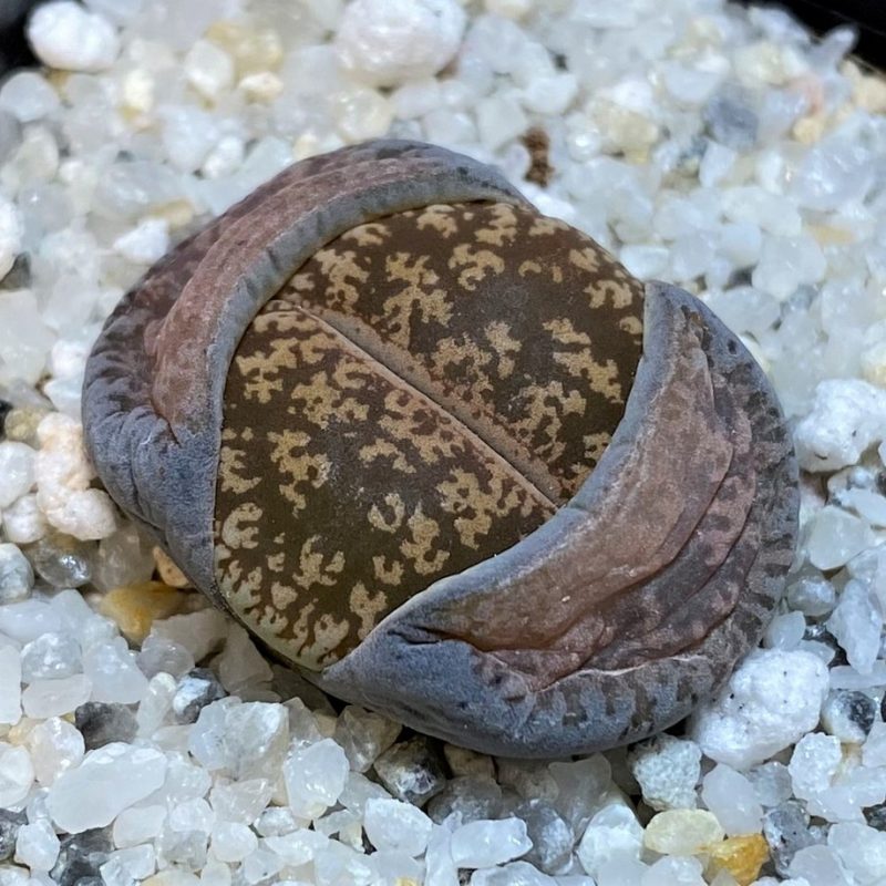 SH28383 Lithops lesliei