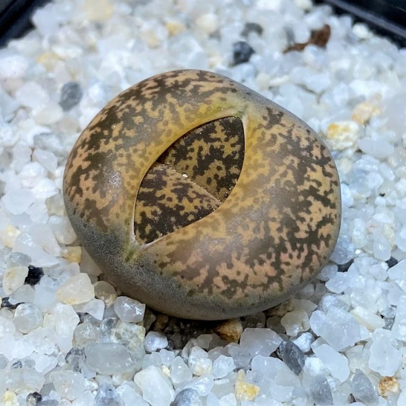 SH28384 Lithops lesliei