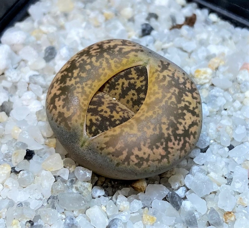 SH28384 Lithops lesliei