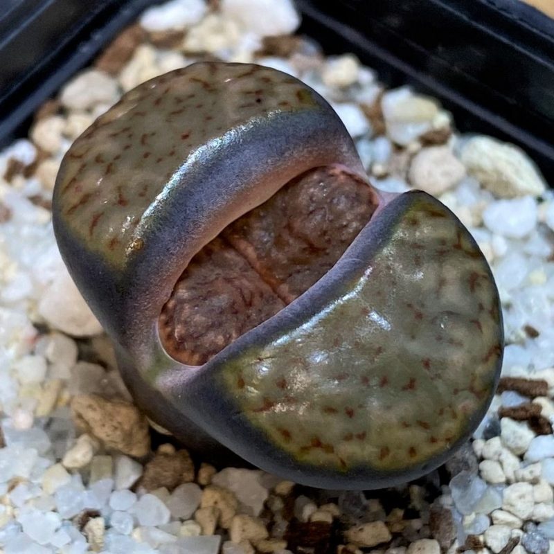SH28386 Lithops bromfieldii v. insularis