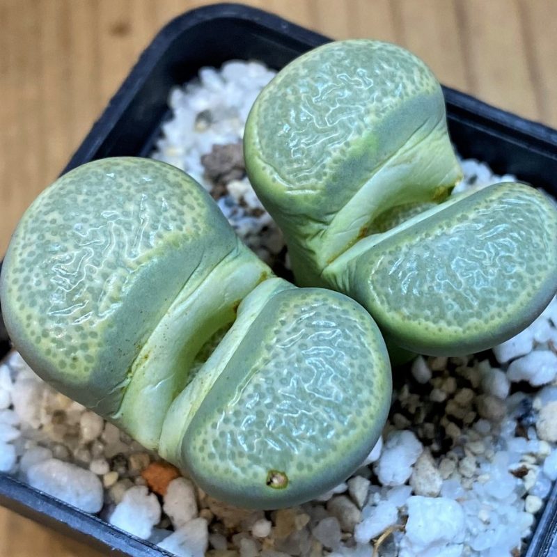 SH28387 Lithops terricolor C253