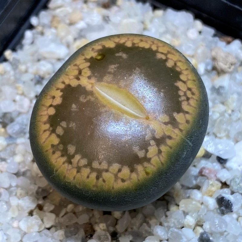 SH28388 Lithops aucampiae