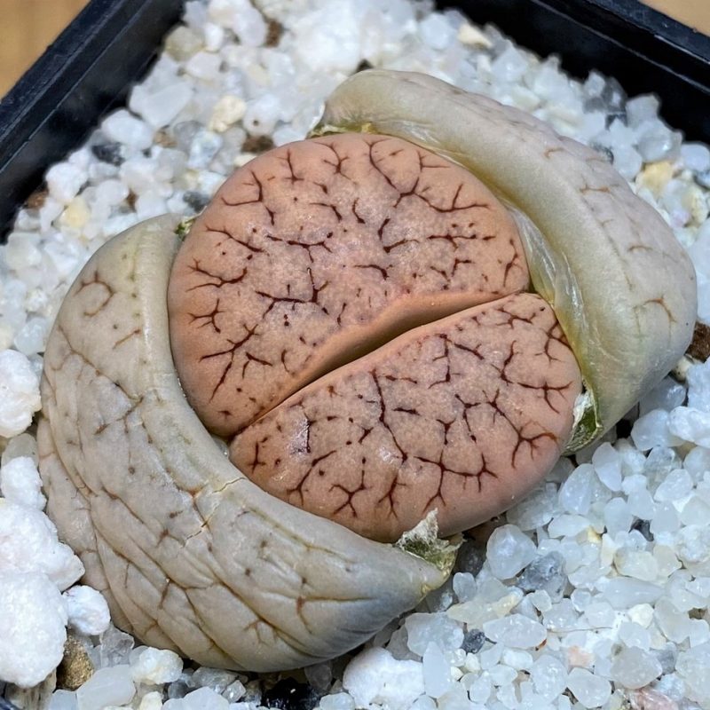 SH28389 Lithops gracilidelineata