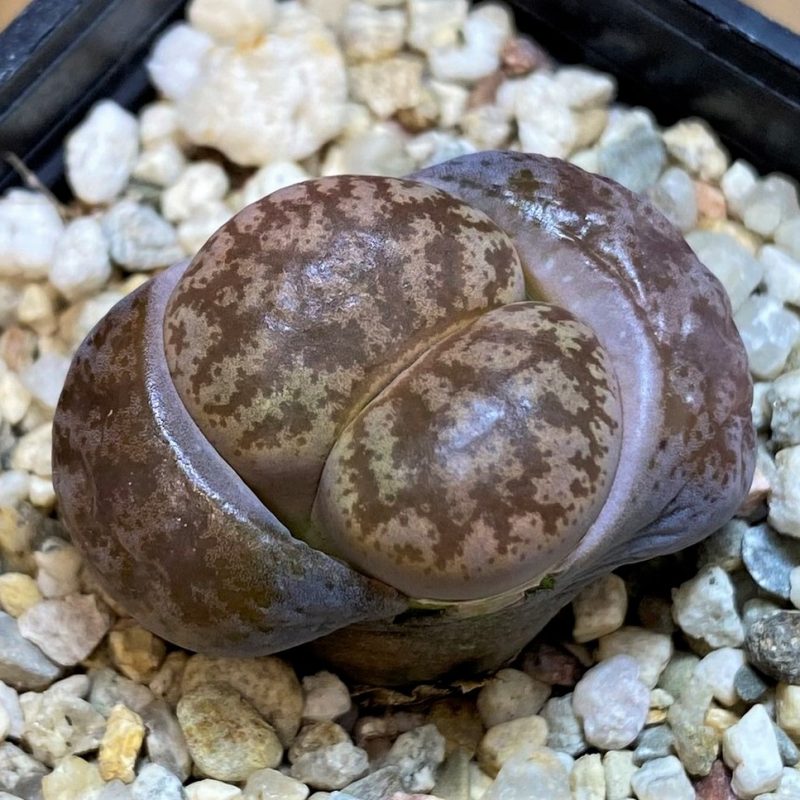 SH28390 Lithops coleorum