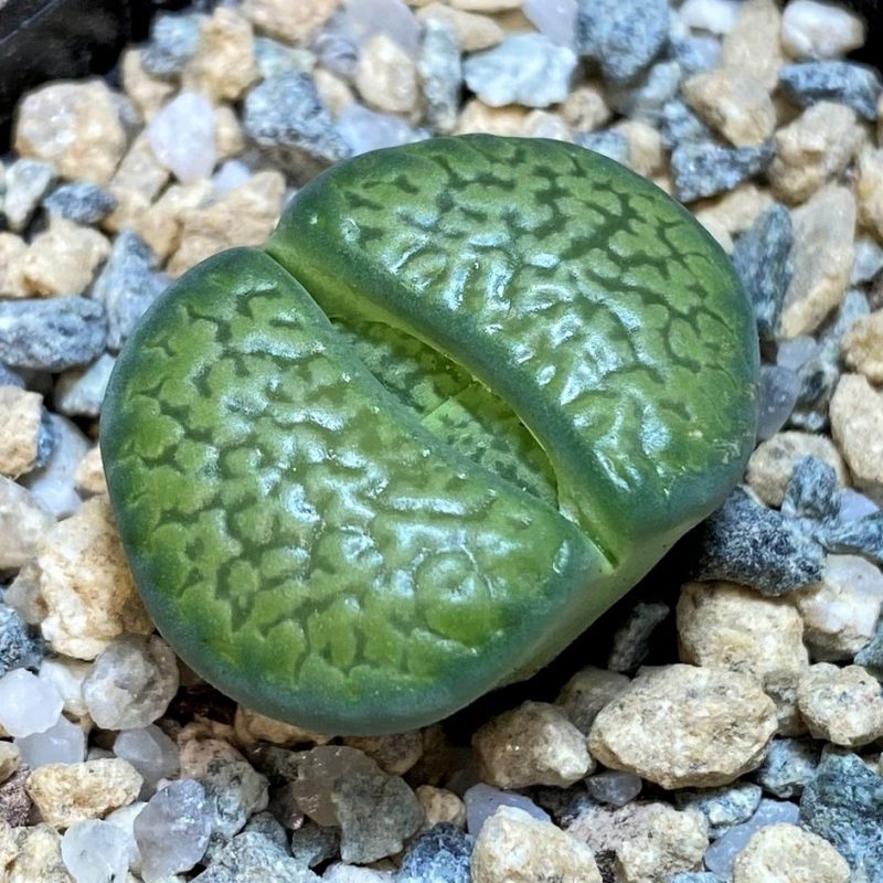 SH28392 Lithops hookeri v. dabneri 'Annarosa'