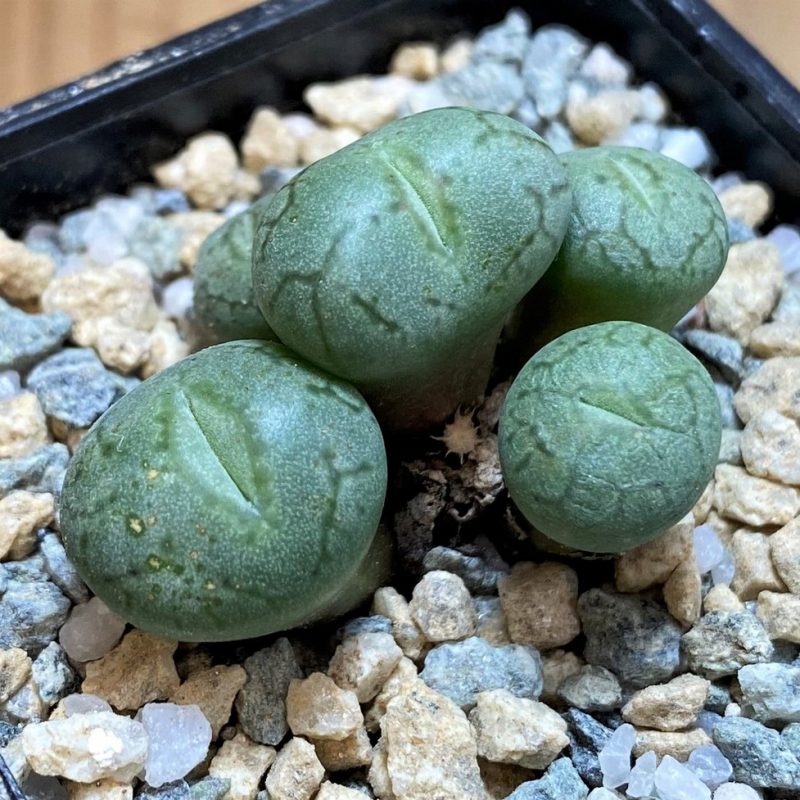 SH28370 Conophytum obcordellum