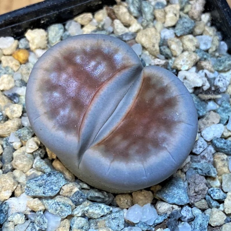 SH28394 Lithops karasmontana 'Lateritia'