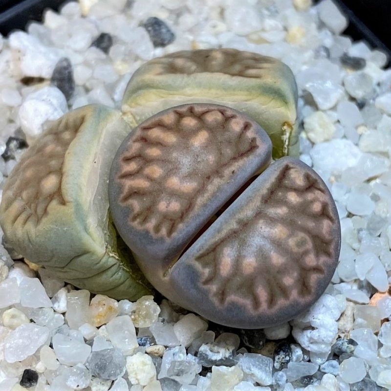 SH28395 Lithops julii ‘Kikushogiyoku’ hybrid