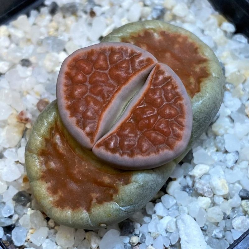 SH28396 Lithops karasmontana 'Top Red'