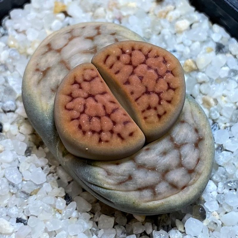 SH28397 Lithops karasmontana v. tischeri