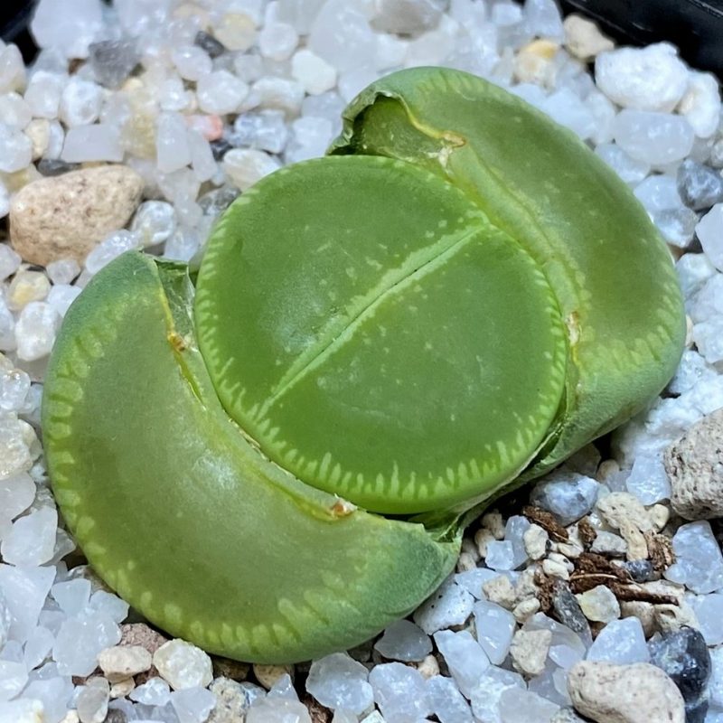SH28398 Lithops aucampiae 'Betty's Beryl' x 'Jackson's Jade'