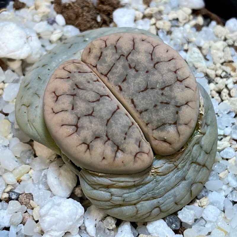 SH28399 Lithops gracilidelineata