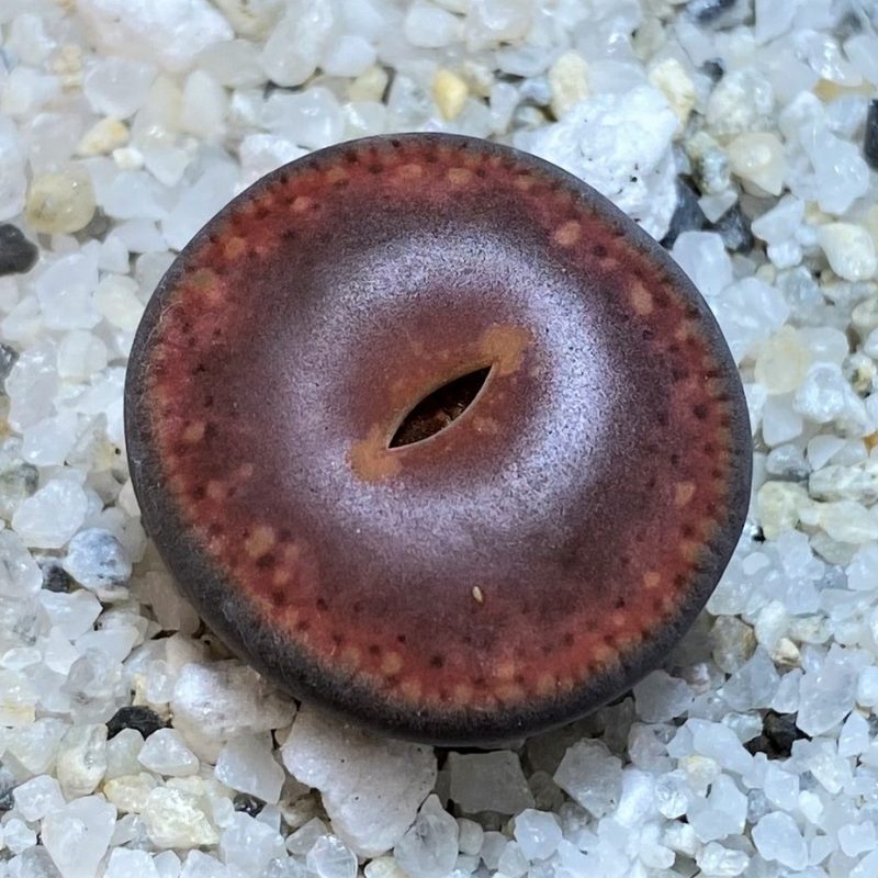 SH28401 Lithops aucampiae
