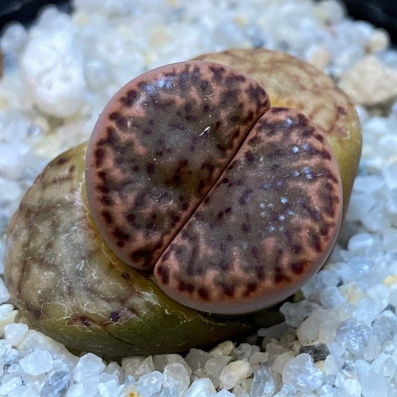SH28402 Lithops bromfieldii v. insularis