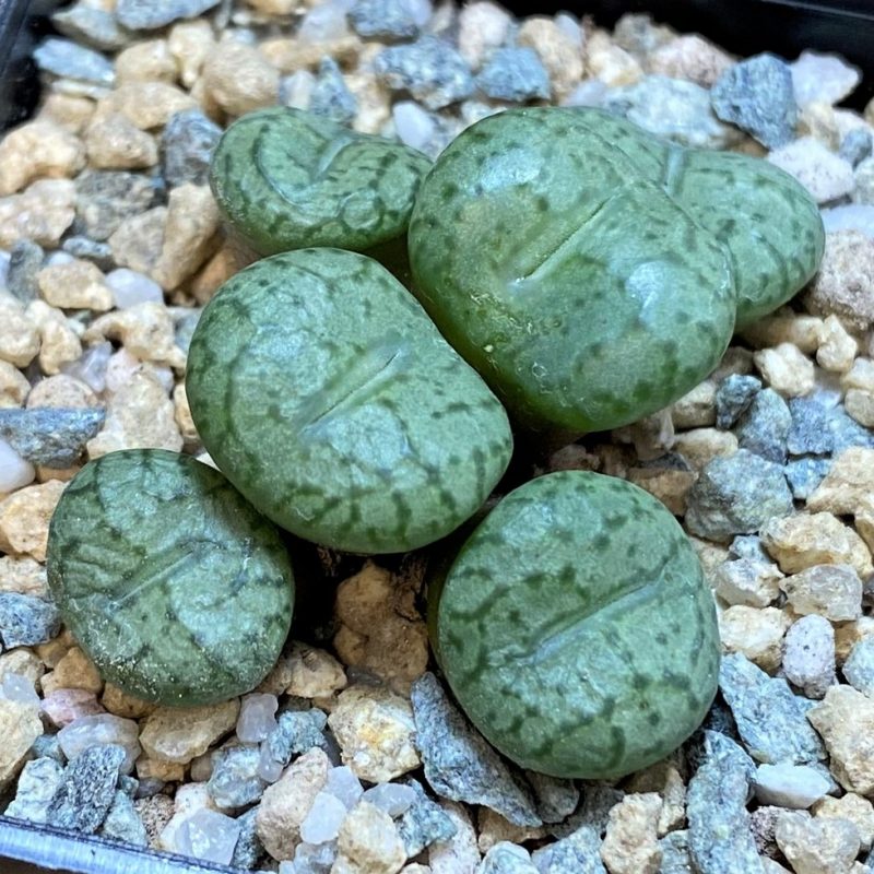 SH28371 Conophytum obcordellum