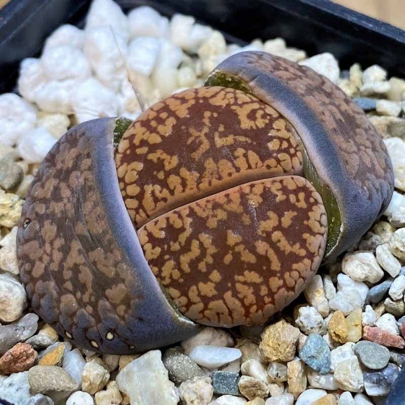 SH28404 Lithops aucampiae 'Dark Wine Red'