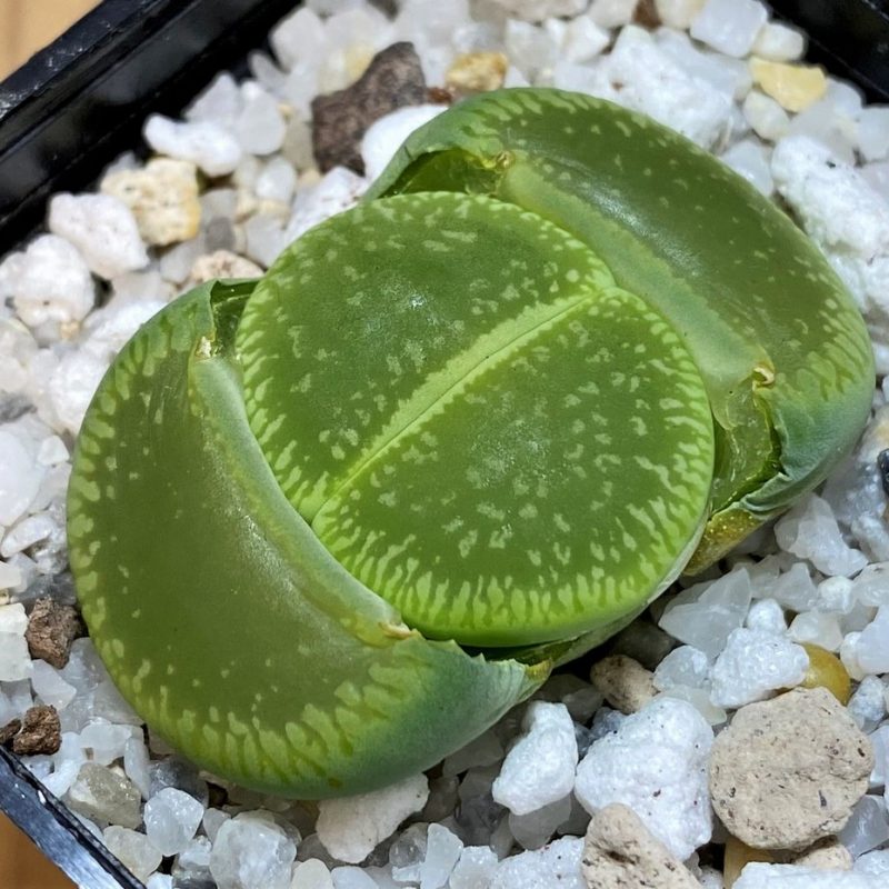 SH28405 Lithops aucampiae ‘Betty’s Beryl’ x ‘Jackson’s Jade’