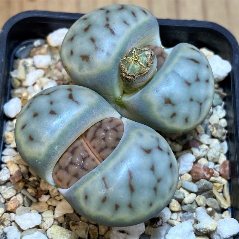 SH28406 Lithops schwantesii v. urikosensis