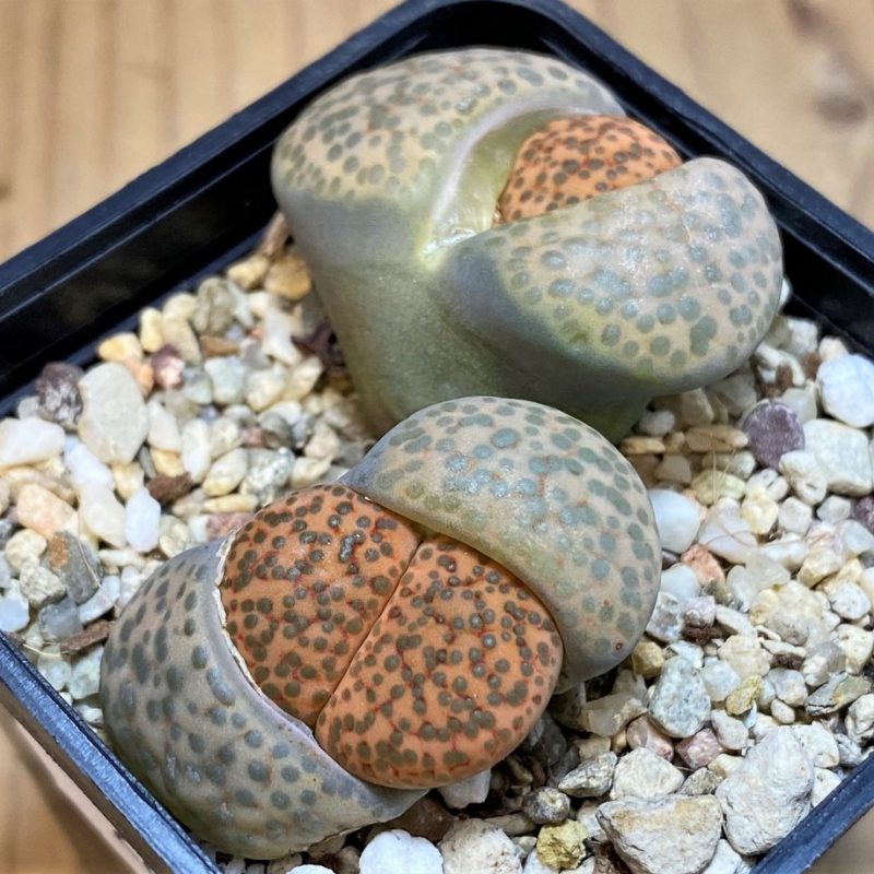 SH28407 Lithops fulviceps 'Big dots'