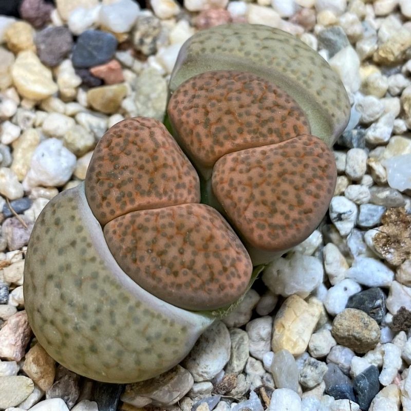 SH28408 Lithops fulviceps C220