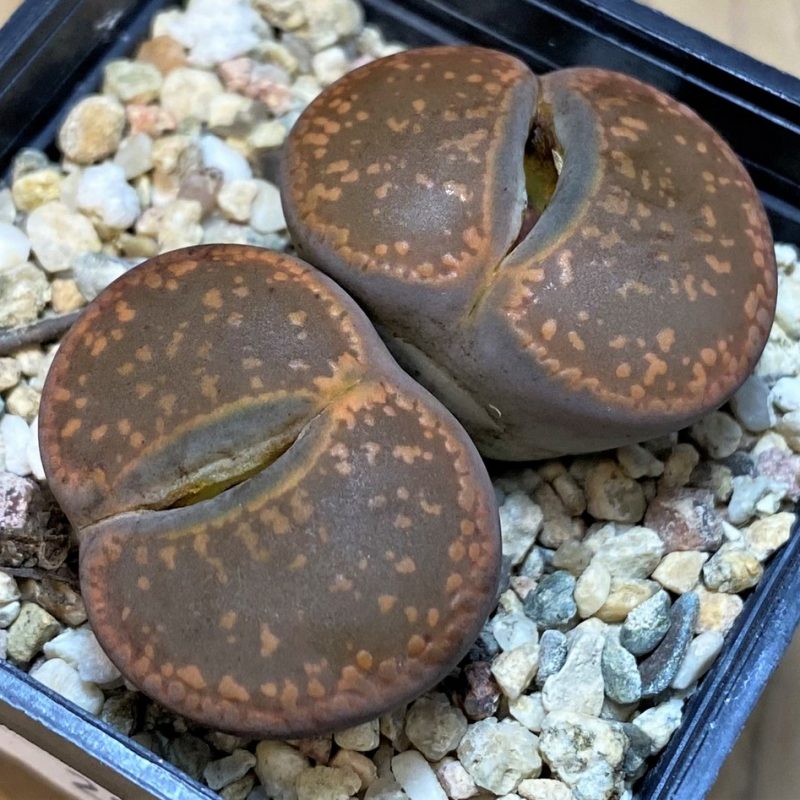SH28409 Lithops aucampiae