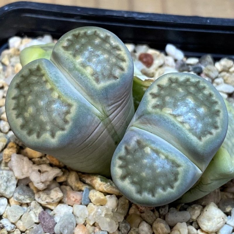 SH28410 Lithops hallii v. ochracea C111A