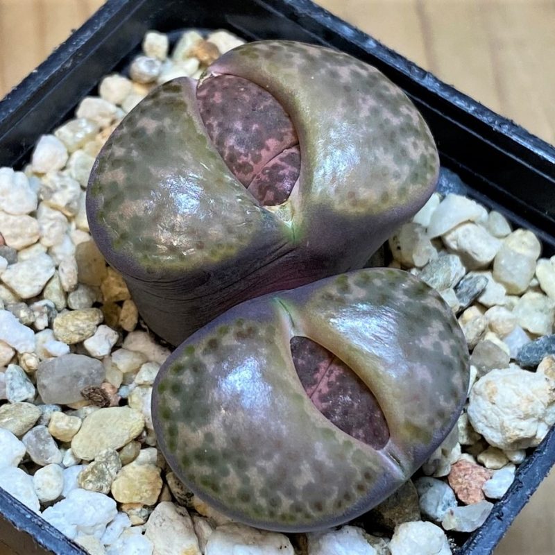 SH28411 Lithops bromfieldii v. glaudinae 'Embers' C393A