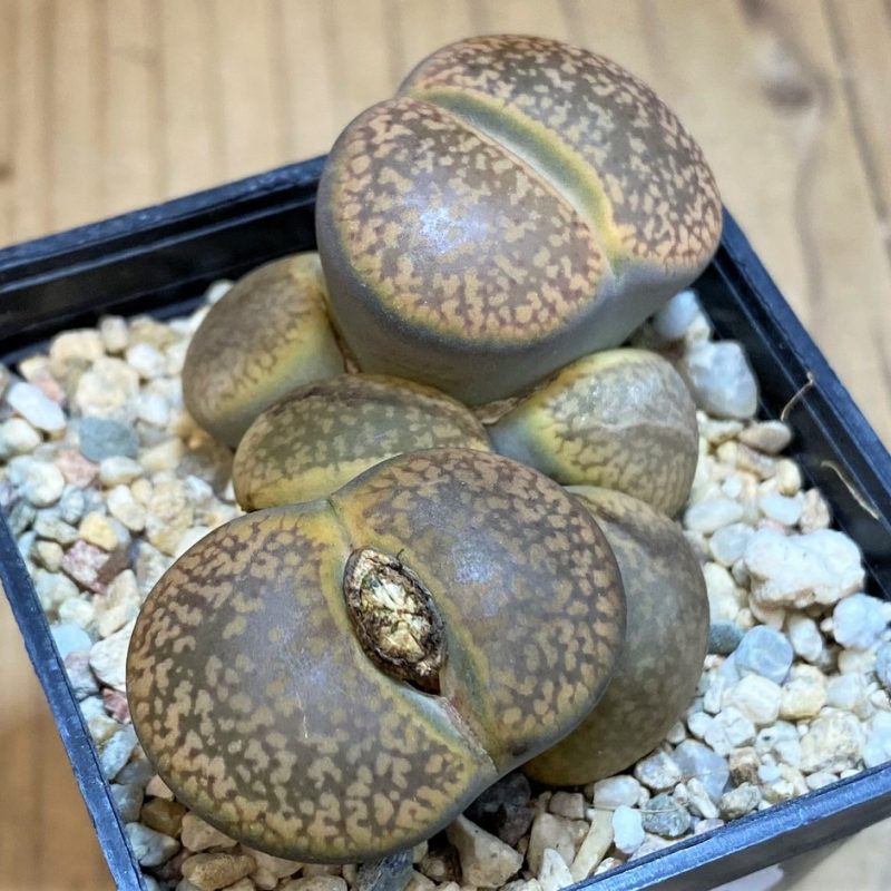 SH28412 Lithops aucampiae
