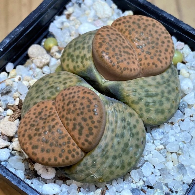 SH28413 Lithops fulviceps C221