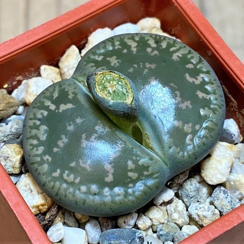 SH28416 Lithops lesliei