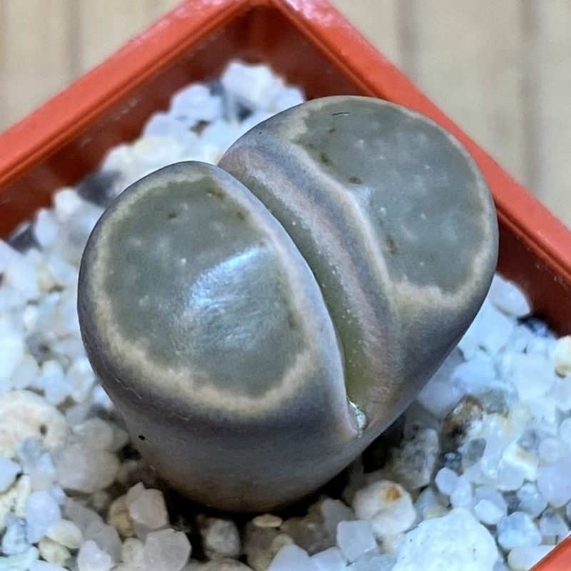 SH28417 Lithops julii ‘Kikushogiyoku’ hybrid